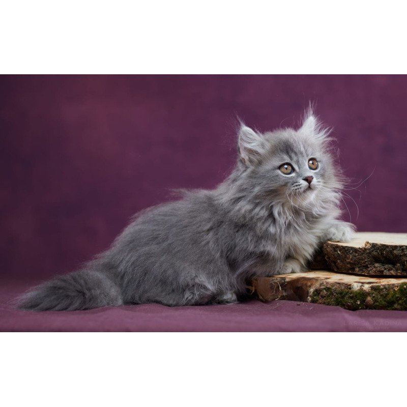 Munchkin POLIN Yucatan