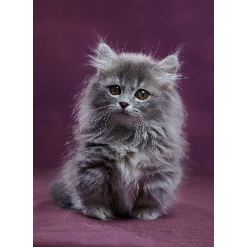 Munchkin POLIN Yucatan