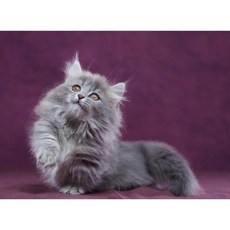 Munchkin POLIN Yucatan