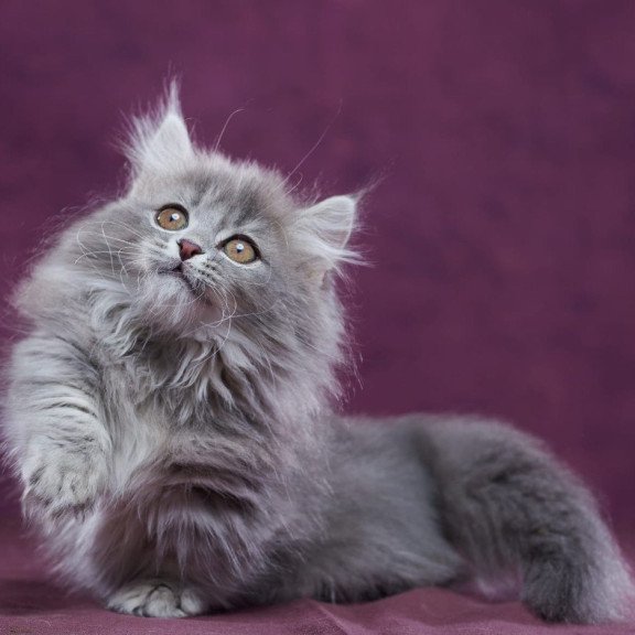 Munchkin POLIN Yucatan