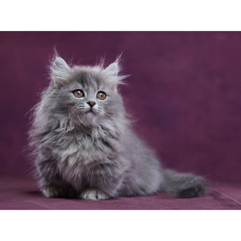 Munchkin POLIN Yucatan