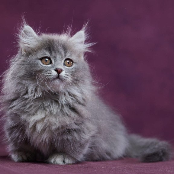 Munchkin POLIN Yucatan