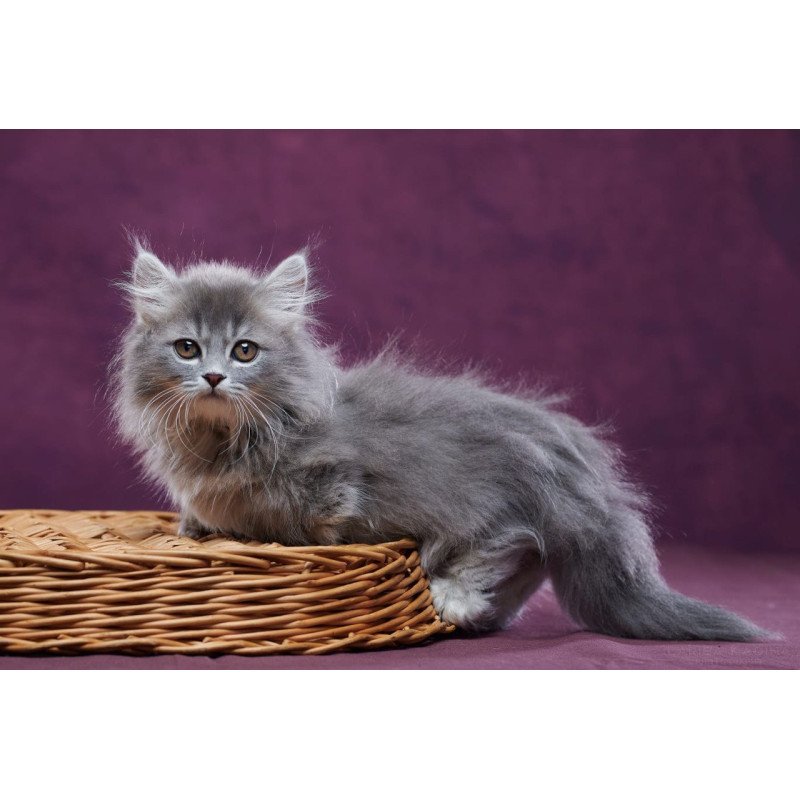 Munchkin POLIN Yucatan
