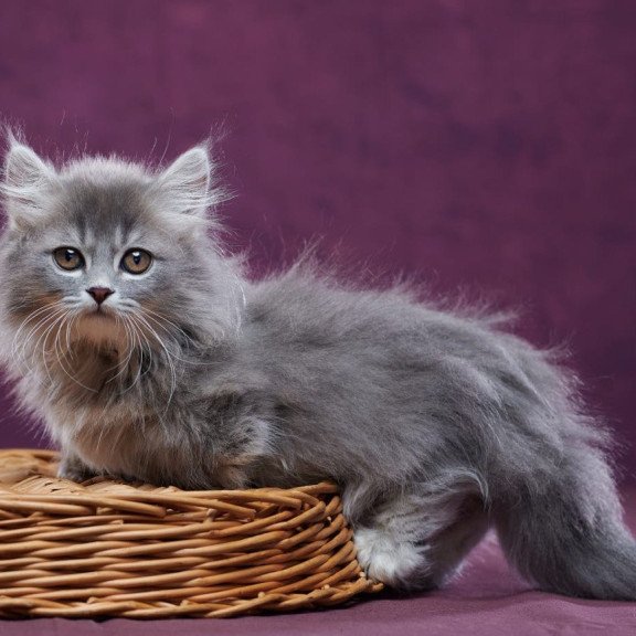 Munchkin POLIN Yucatan