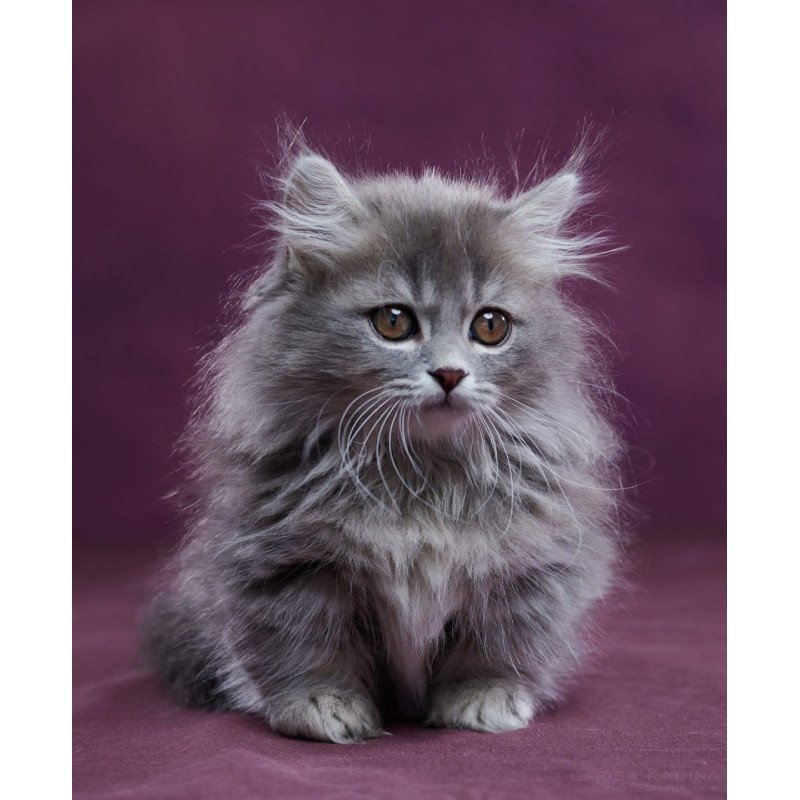 Munchkin POLIN Yucatan