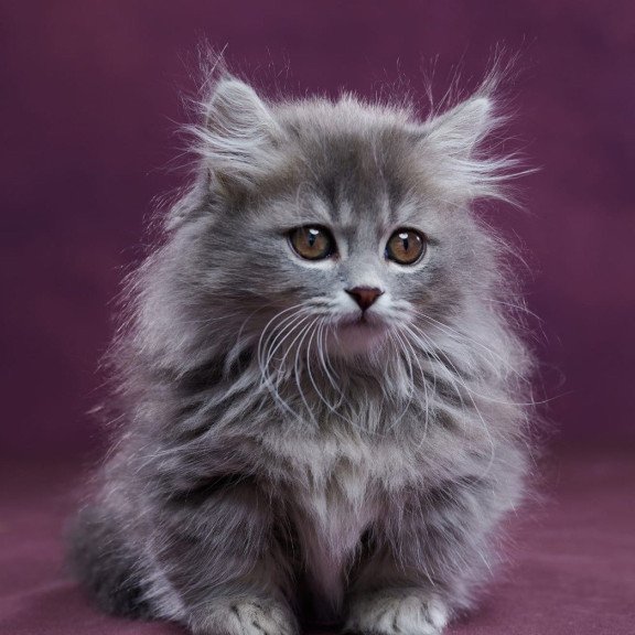 Munchkin POLIN Yucatan