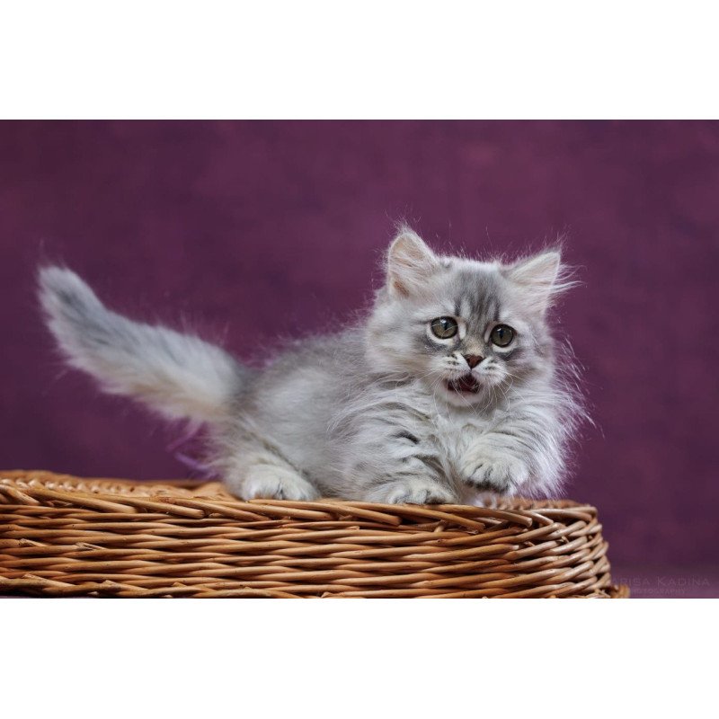 Munchkin POLIN Yuliana