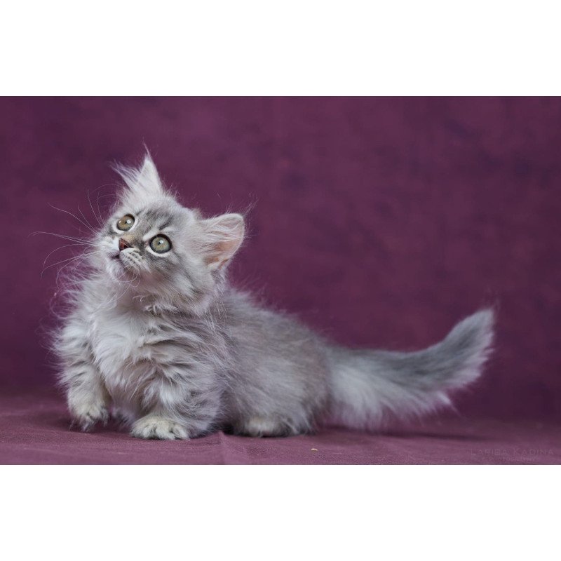 Munchkin POLIN Yuliana