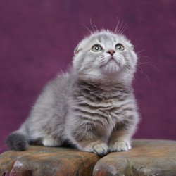 Munchkin POLIN Jupiter