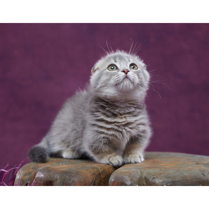 Munchkin POLIN Jupiter