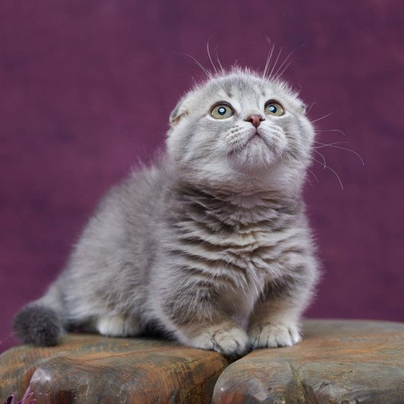Munchkin POLIN Jupiter