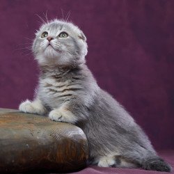 Munchkin POLIN Jupiter