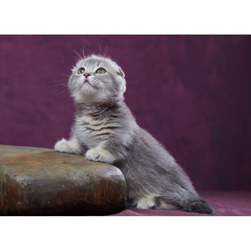 Munchkin POLIN Jupiter