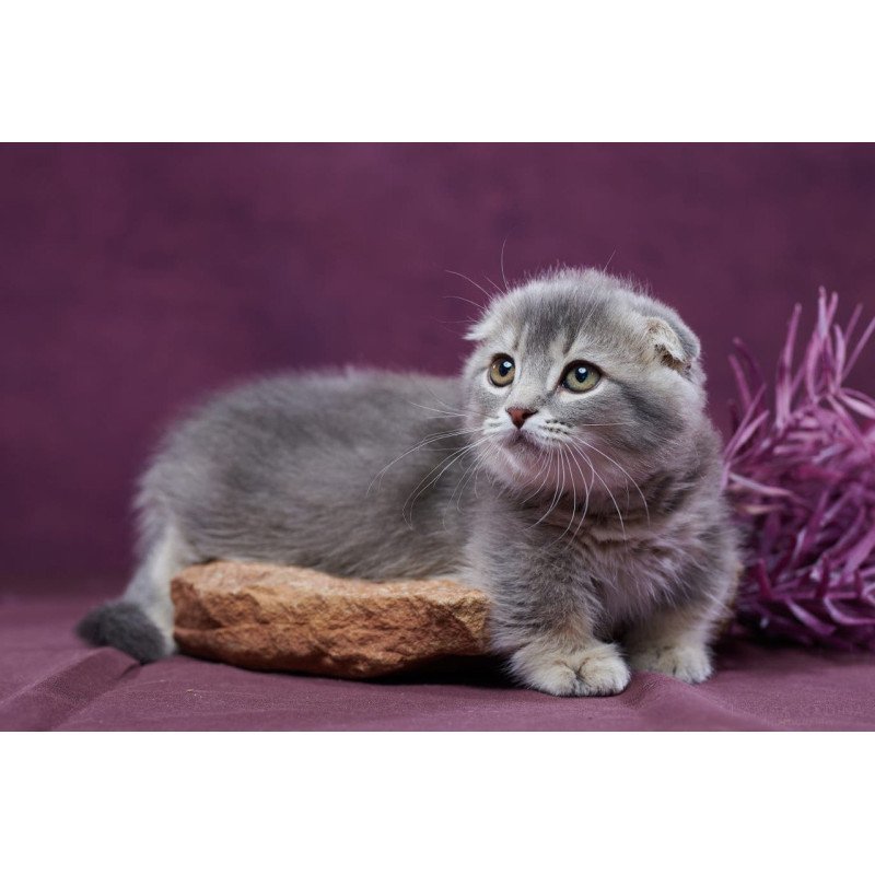 Munchkin POLIN Jupiter