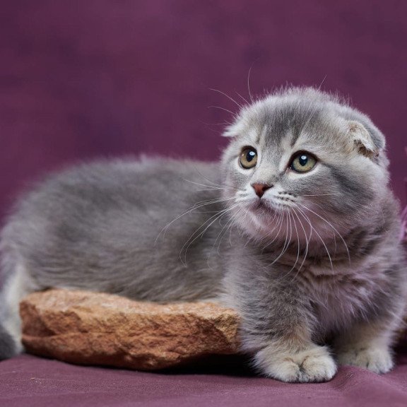 Munchkin POLIN Jupiter