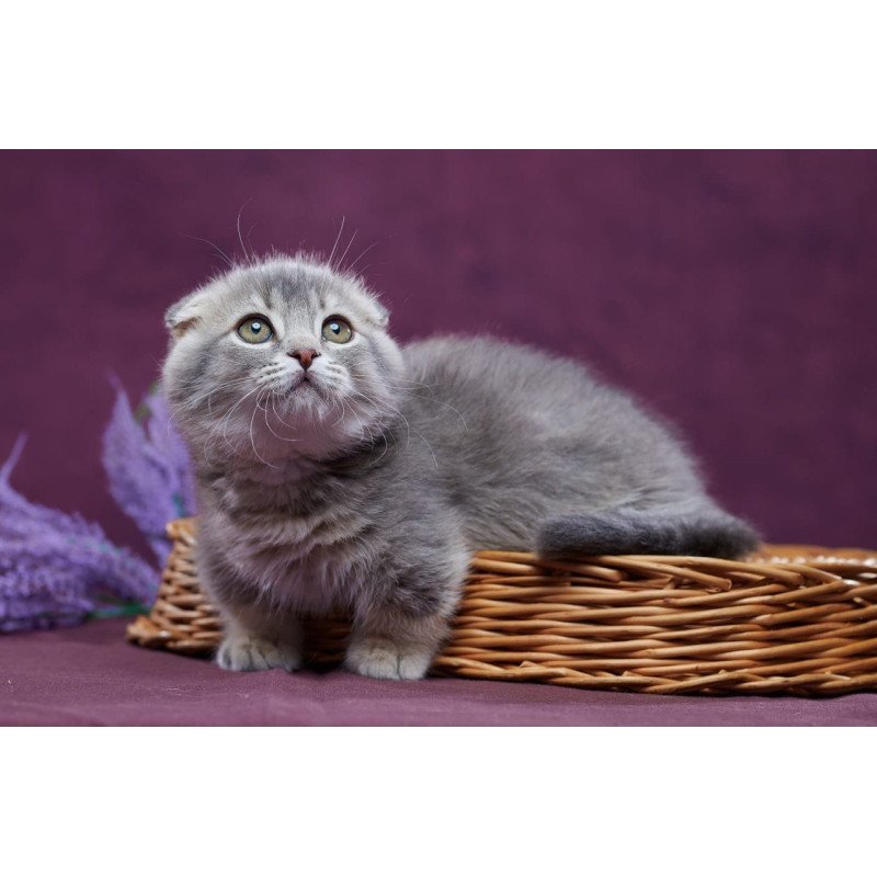 Munchkin POLIN Jupiter