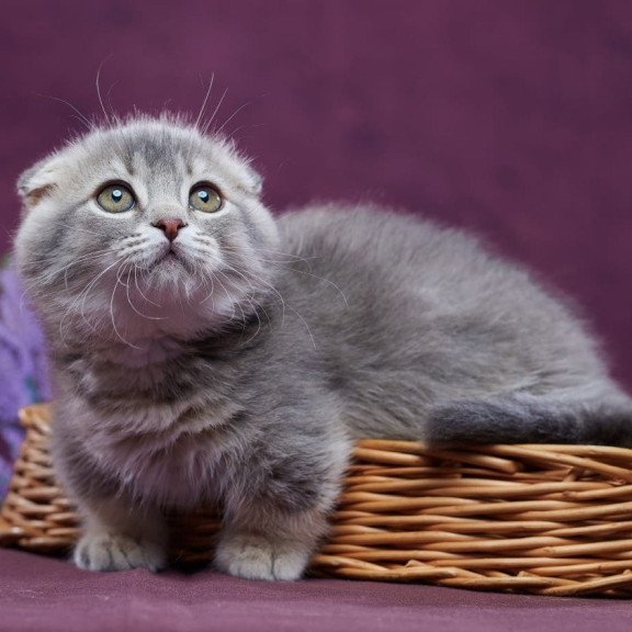 Munchkin POLIN Jupiter