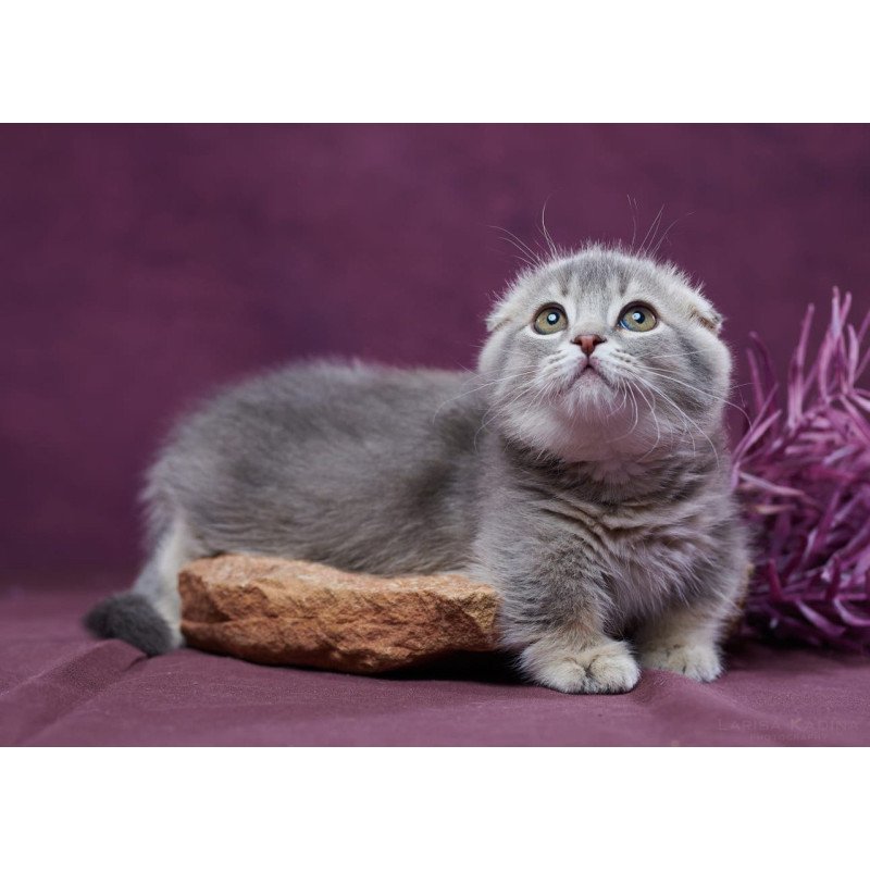 Munchkin POLIN Jupiter