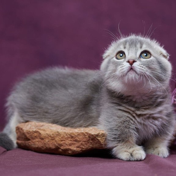 Munchkin POLIN Jupiter