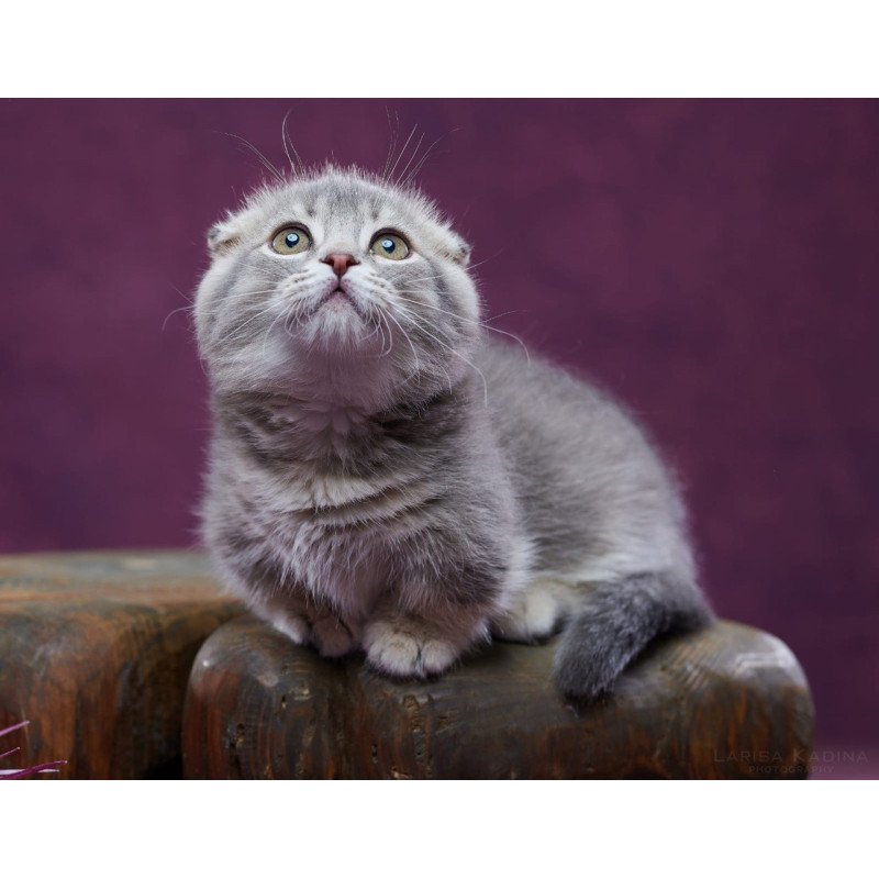 Munchkin POLIN Jupiter