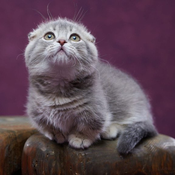 Munchkin POLIN Jupiter