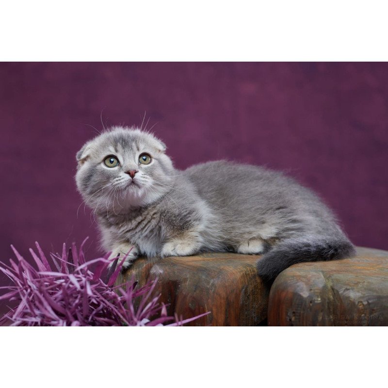 Munchkin POLIN Jupiter