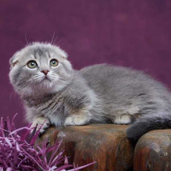 Munchkin POLIN Jupiter