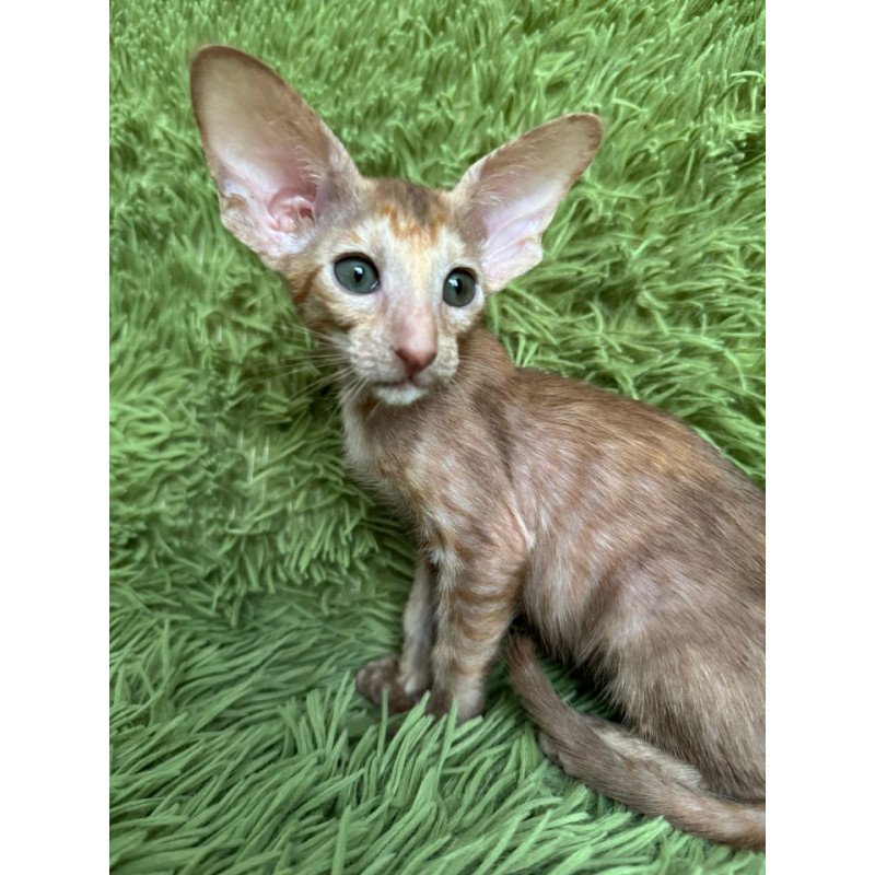 Oriental NOV Luna