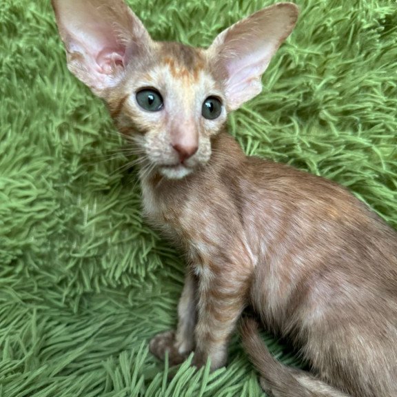 Oriental NOV Luna