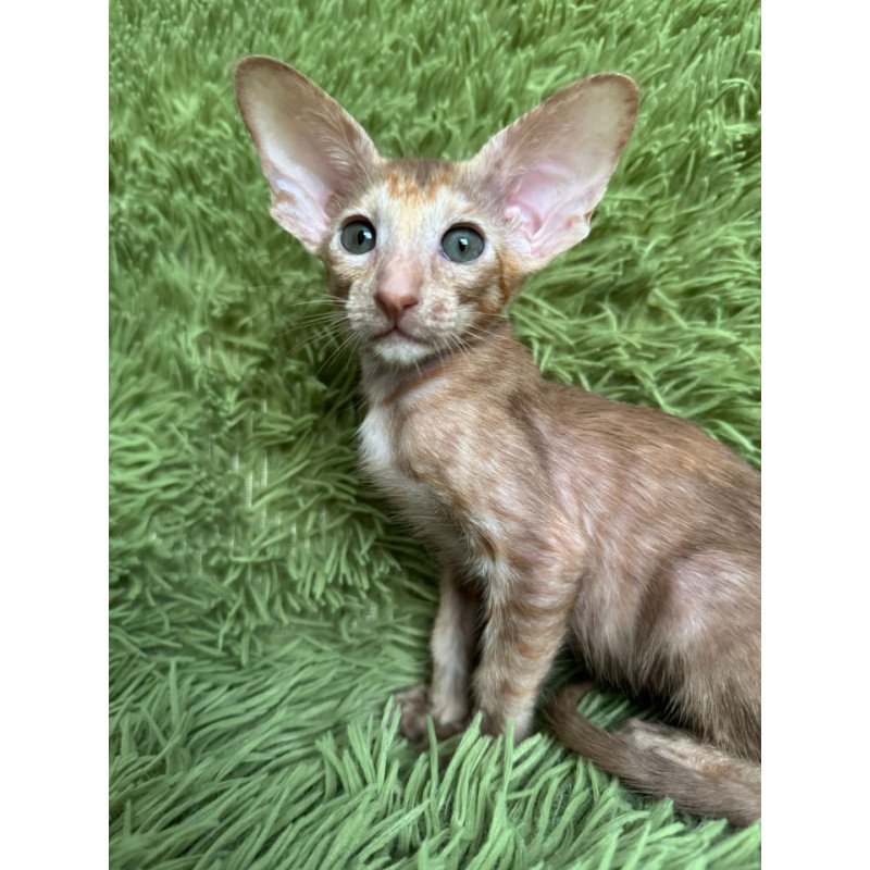 Oriental NOV Luna