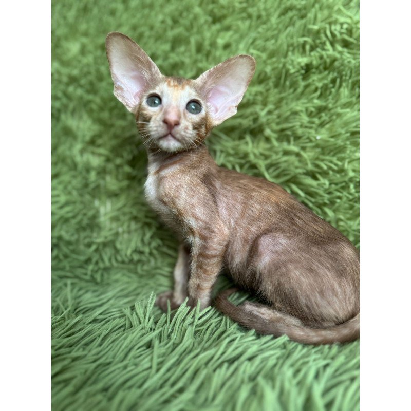 Oriental NOV Luna