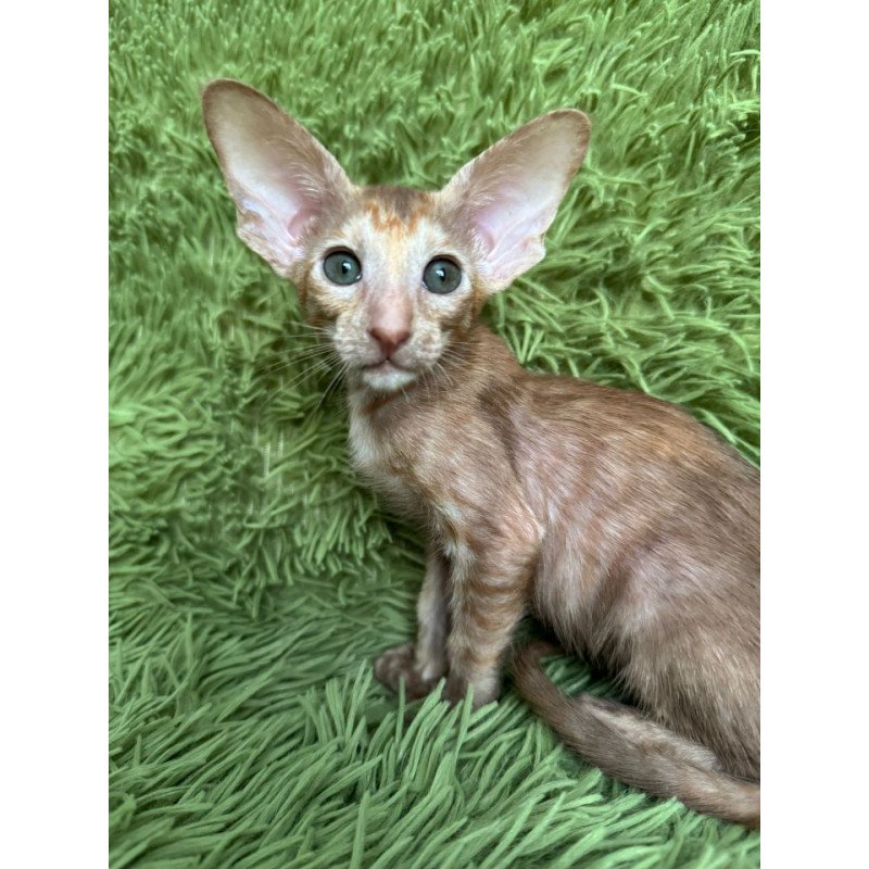 Oriental NOV Luna