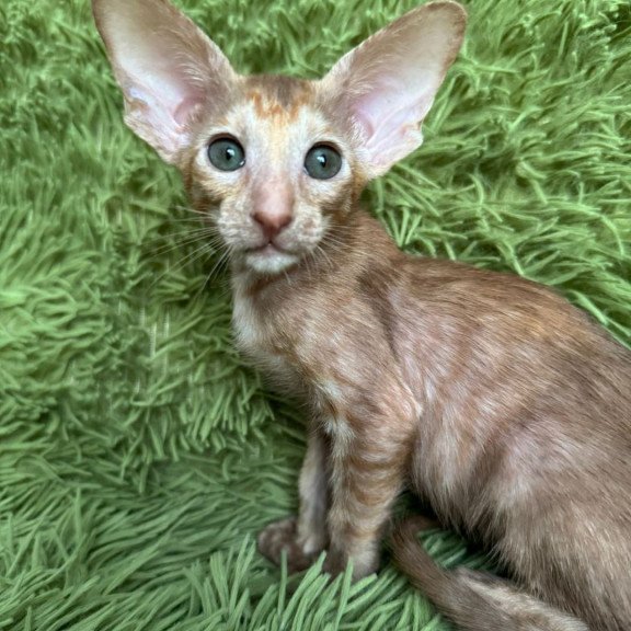 Oriental NOV Luna