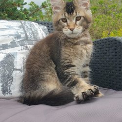 Maine Coon NOV Edward