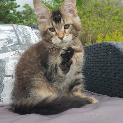 Maine Coon NOV Edward