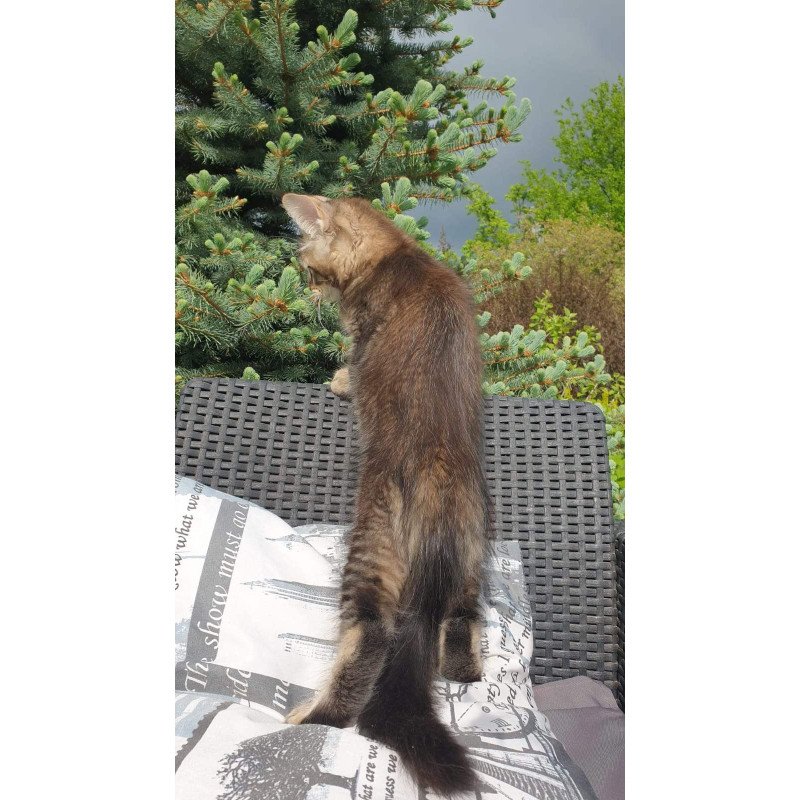 Maine Coon NOV Edward