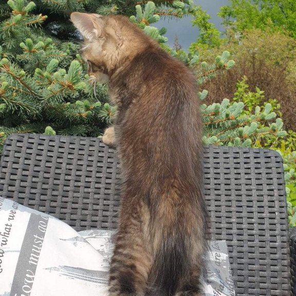 Maine Coon NOV Edward