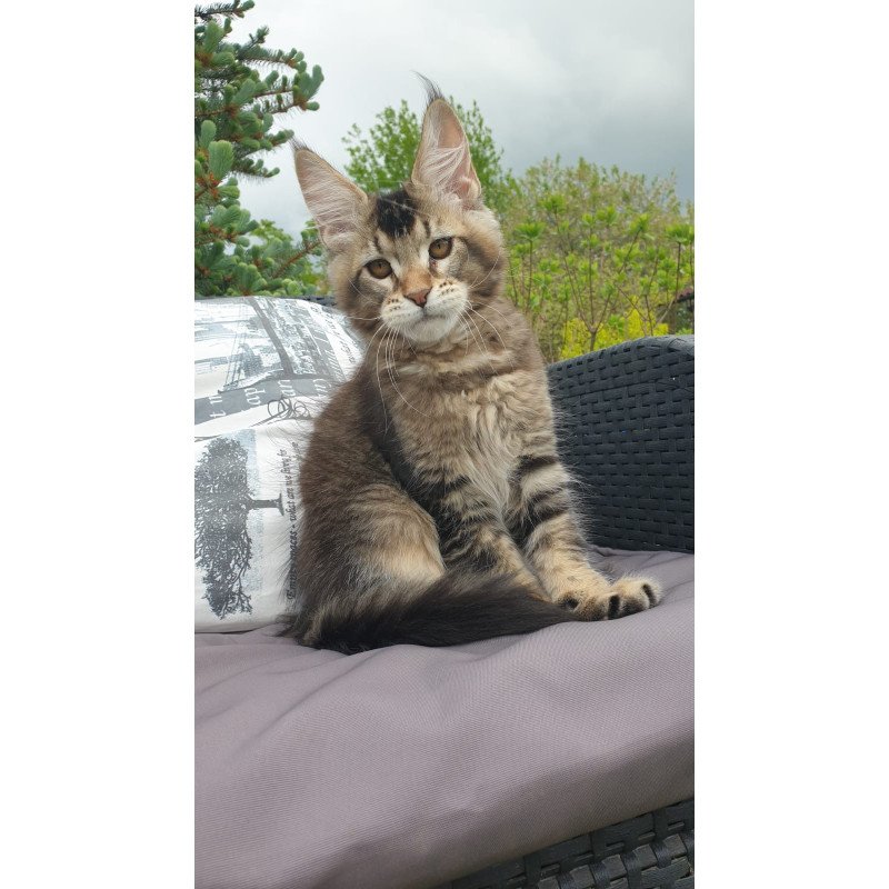 Maine Coon NOV Edward