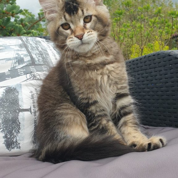Maine Coon NOV Edward
