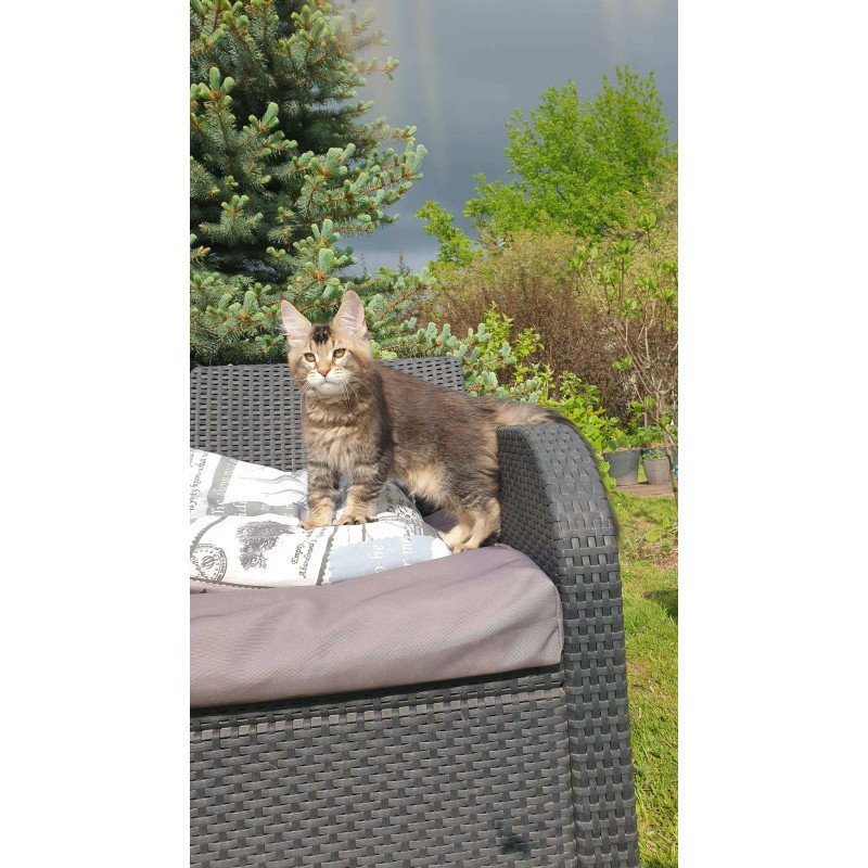 Maine Coon NOV Edward