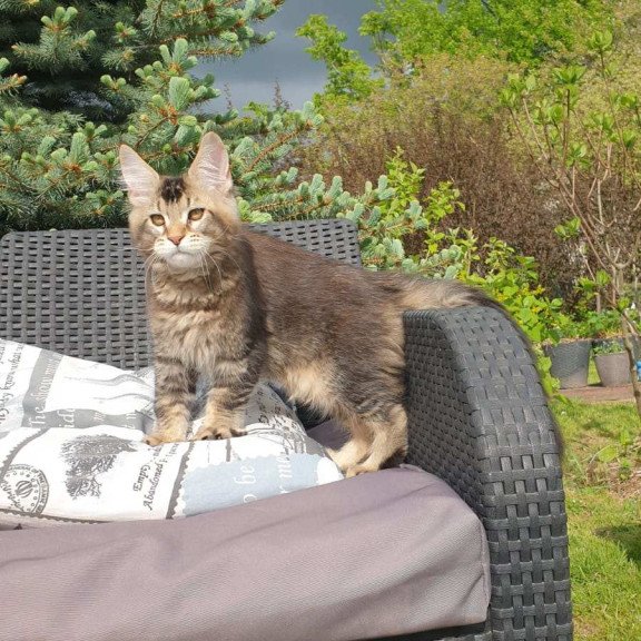Maine Coon NOV Edward