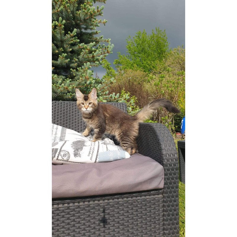 Maine Coon NOV Edward