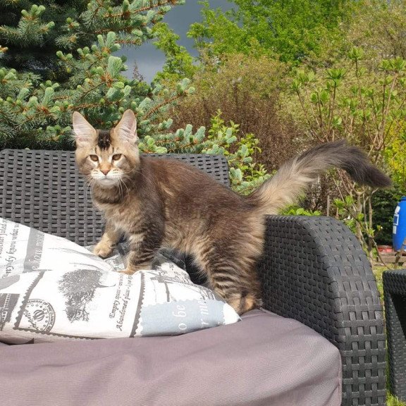 Maine Coon NOV Edward