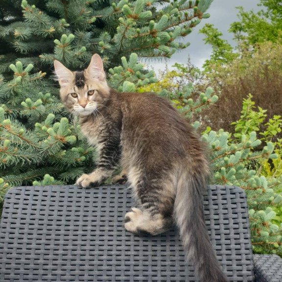 Maine Coon NOV Edward