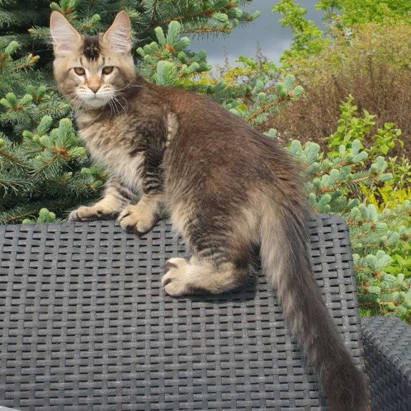 Maine Coon NOV Edward