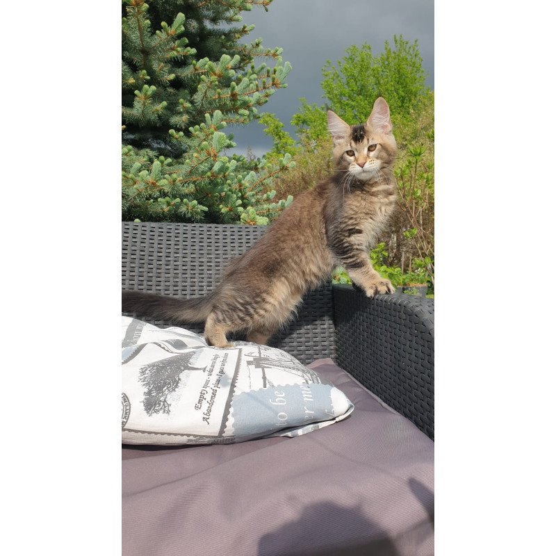 Maine Coon NOV Edward