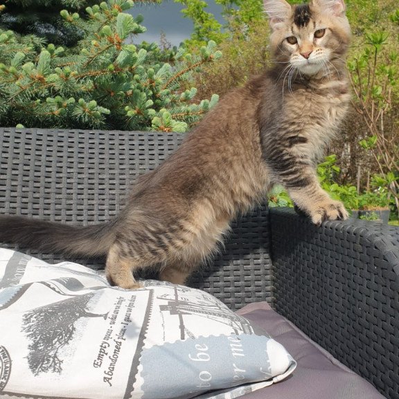 Maine Coon NOV Edward