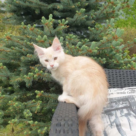Maine Coon NOV Fender