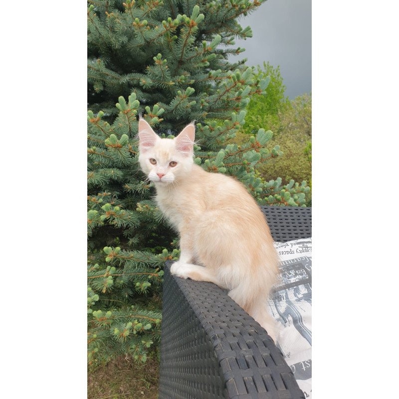 Maine Coon NOV Fender