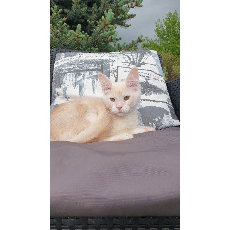 Maine Coon NOV Fender